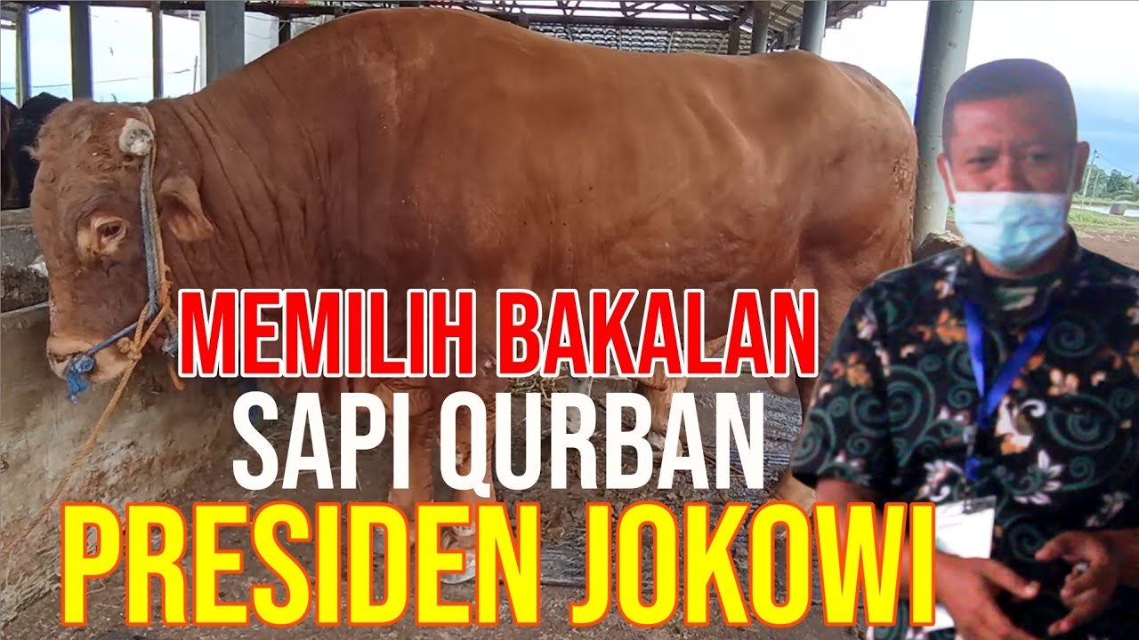 Memilih Bakalan Sapi Qurban Super Pesanan Presiden Jokowi.jpg